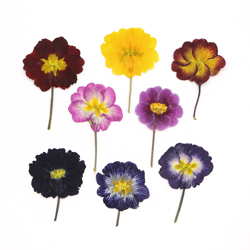 Dried Flower Bookmark - 48 Peças de Flores Secas de
