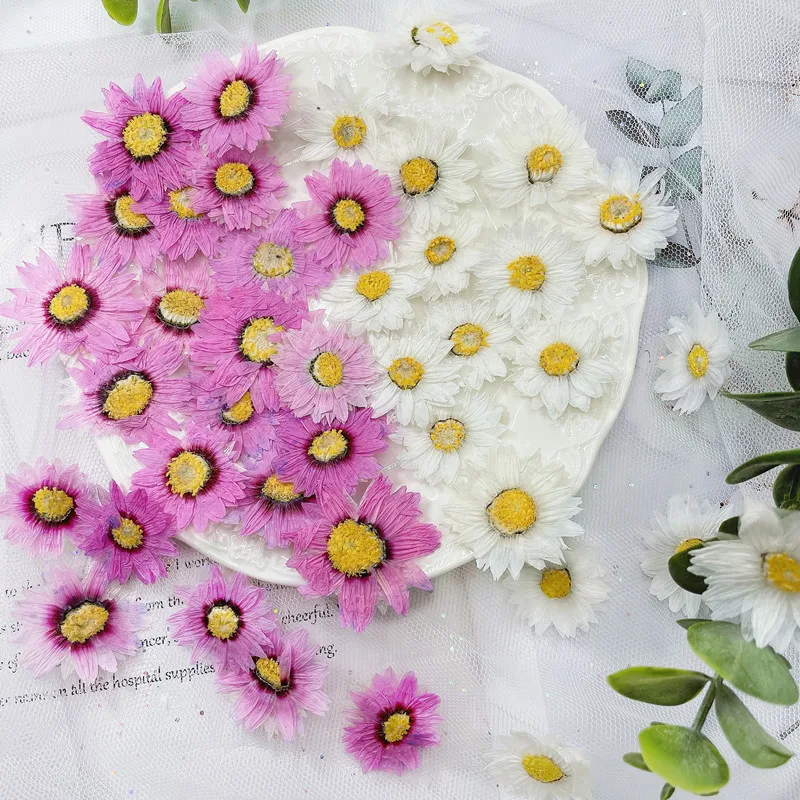 Dried Flower Bookmark - 24 pces/2-4cm, natural pressionado flores pétalas,