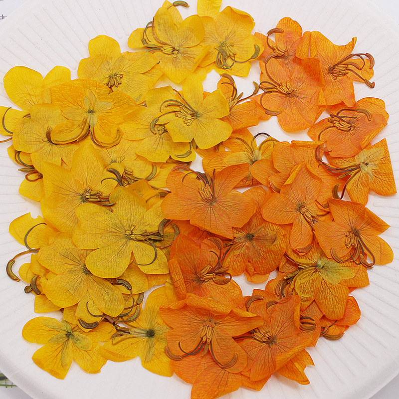 Dried Flower Bookmark - 60 peças de flores de cássia