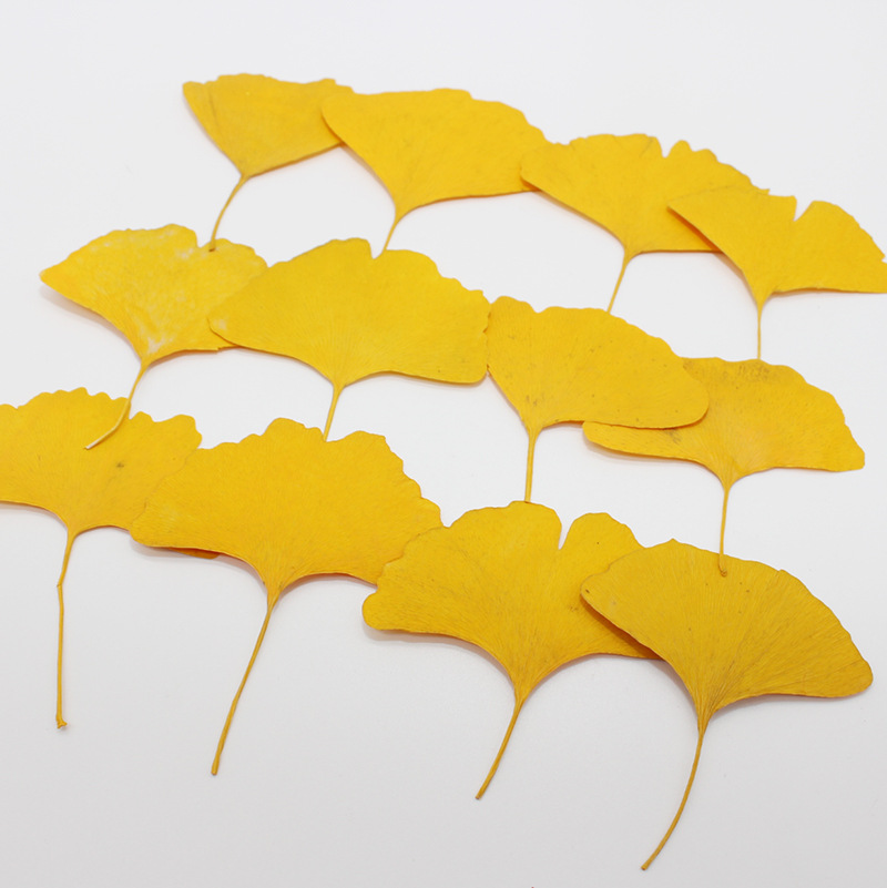Dried Flower Bookmark - 60 folhas de Ginkgo Biloba (amarelo/verde)