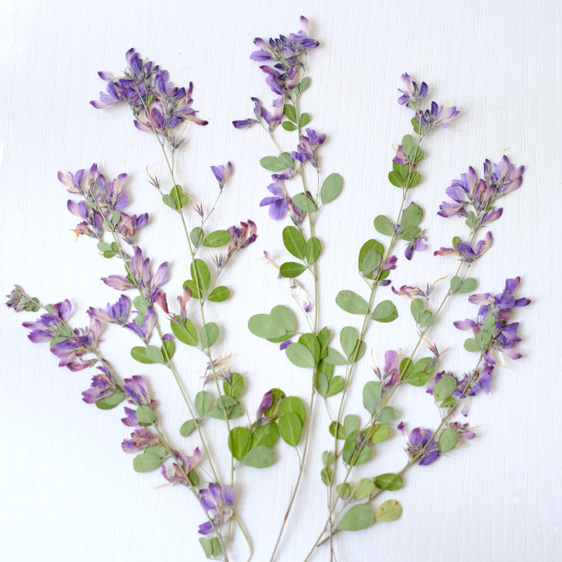 6 peças, Flores Secas Naturais - Dried Flower Bookmark avaliação e preço