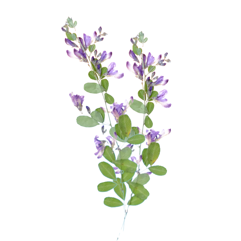 6 peças, Flores Secas Naturais - Dried Flower Bookmark avaliação e preço