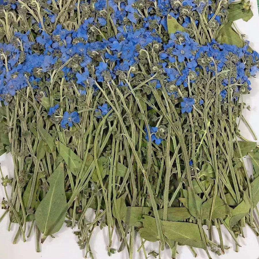 Flor de Miosótis Azul Seca Nat - Dried Flower Bookmark avaliação e preço