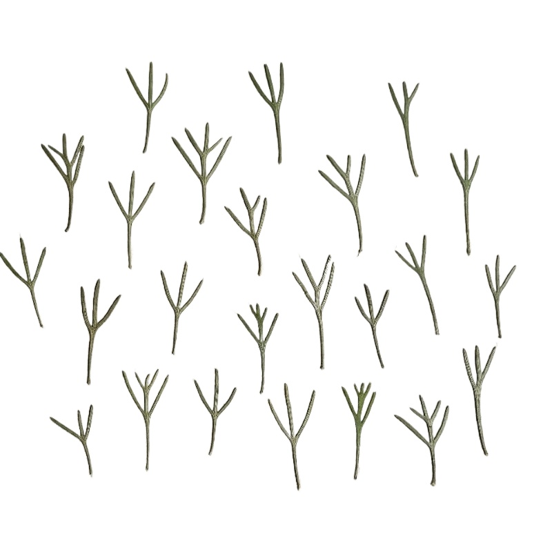 24 peças, Folhas de Achillea P - Dried Flower Bookmark avaliação e preço