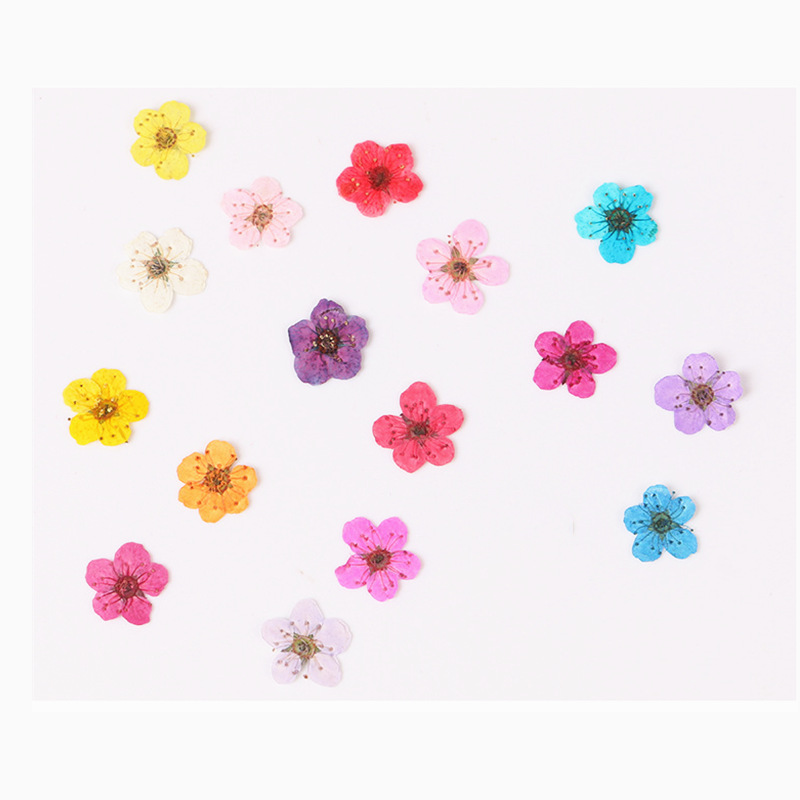 60 pçs mini pressionado seco n - Dried Flower Bookmark avaliação e preço