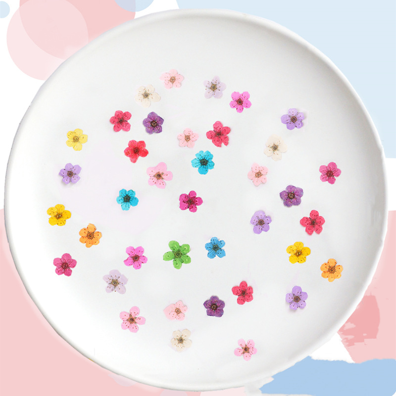 60 pçs mini pressionado seco n - Dried Flower Bookmark avaliação e preço