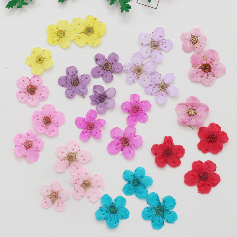 60 pçs mini pressionado seco n - Dried Flower Bookmark avaliação e preço