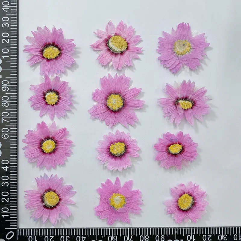 24 pces/2-4cm, natural pressio - Dried Flower Bookmark avaliação e preço
