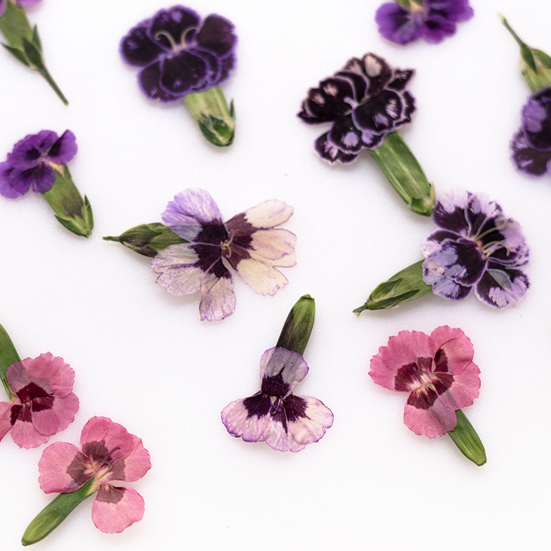 24 peças, Flores Secas Prensad - Dried Flower Bookmark avaliação e preço