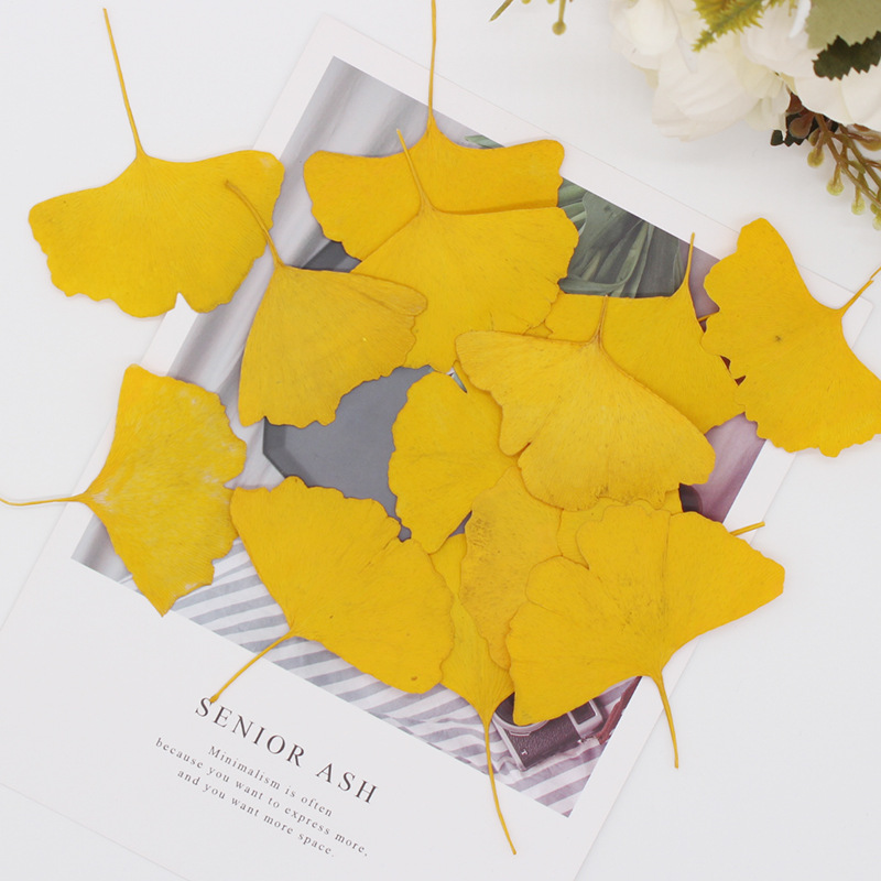 60 folhas de Ginkgo Biloba (am - Dried Flower Bookmark avaliação e preço