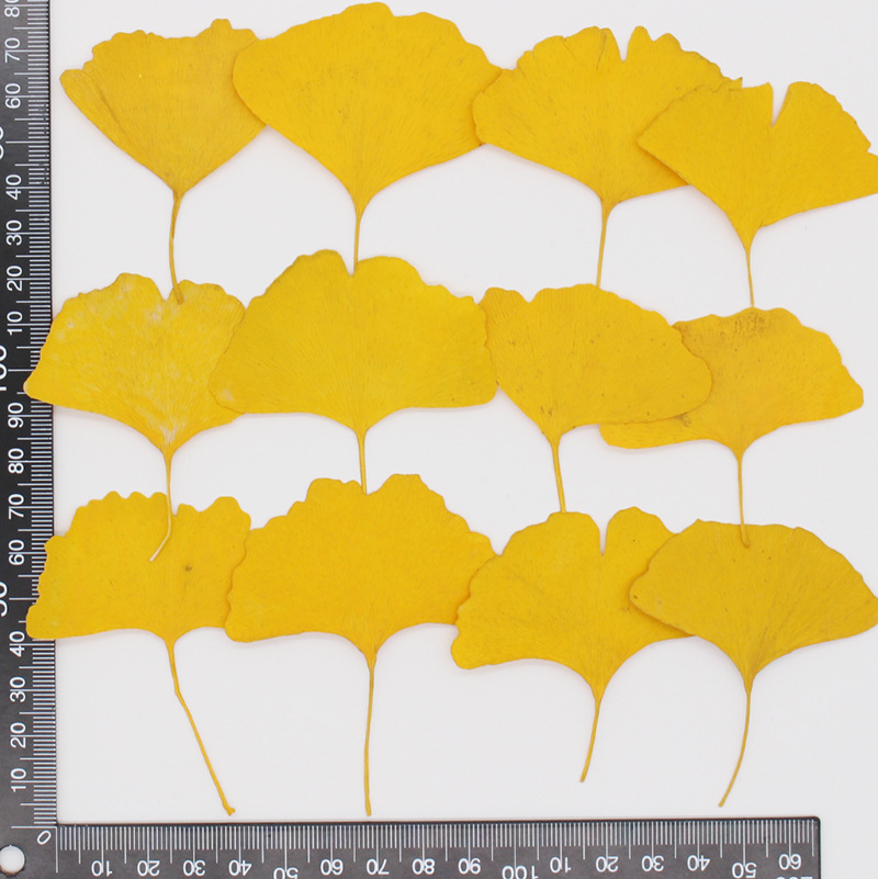 60 folhas de Ginkgo Biloba (am - Dried Flower Bookmark avaliação e preço